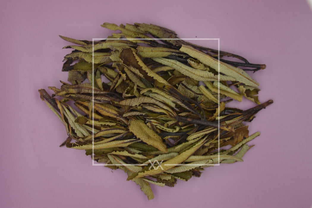 Eriodictyon californicum Yerba Santa