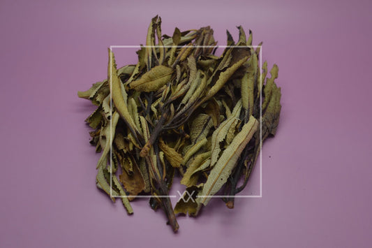 Eriodictyon californicum Yerba Santa