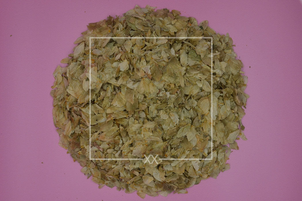Humulus lupulus Hops