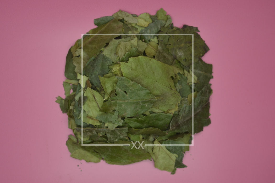 Ilex guayusa Whole