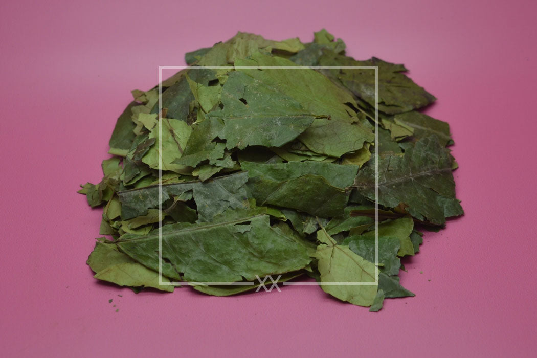Ilex guayusa Whole