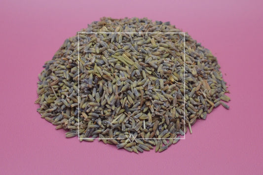 Lavandula hybrida Lavender