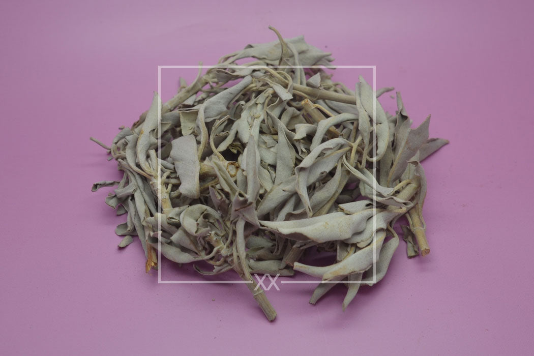 Salvia apiana White Sage