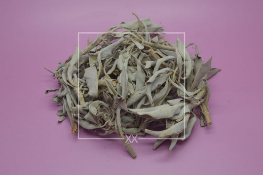 Salvia apiana White Sage