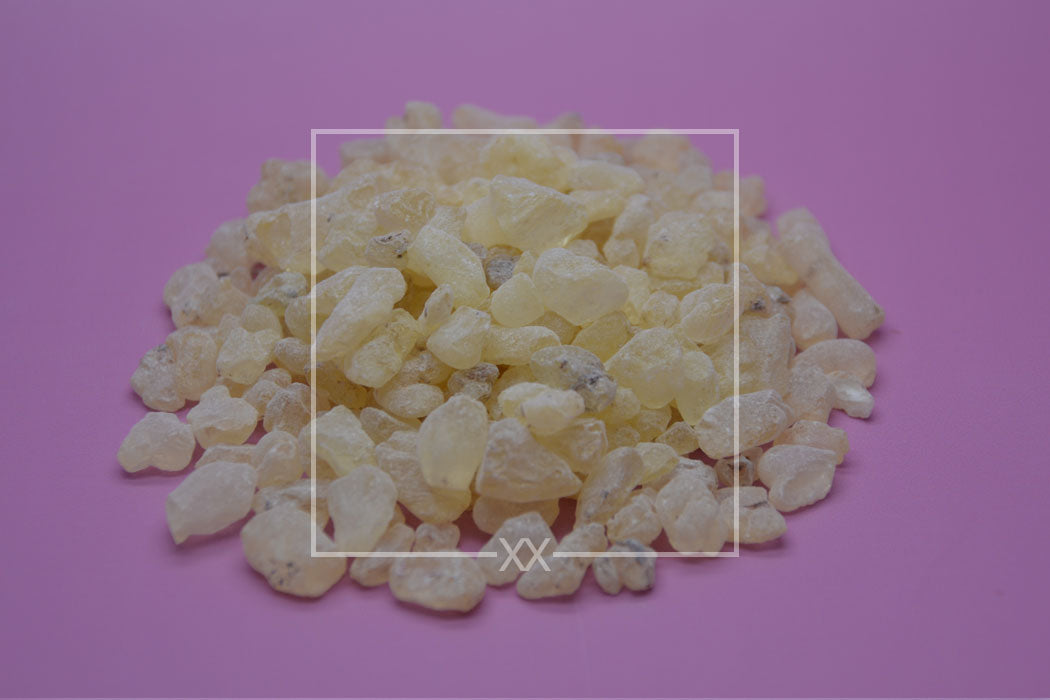 Vateria indica White Dammar