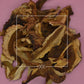 Boletus edulis Boletus Slices
