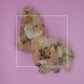 Bursera bipinnata Copal Blanco