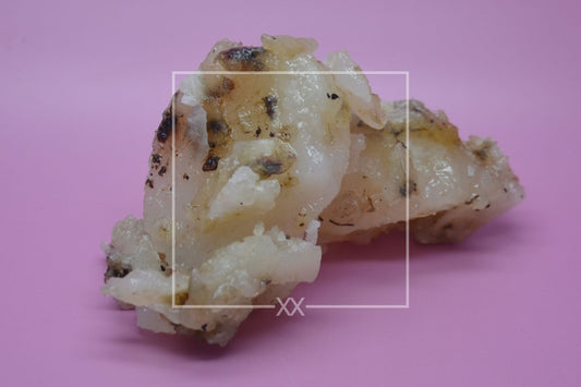 Bursera bipinnata Copal Blanco