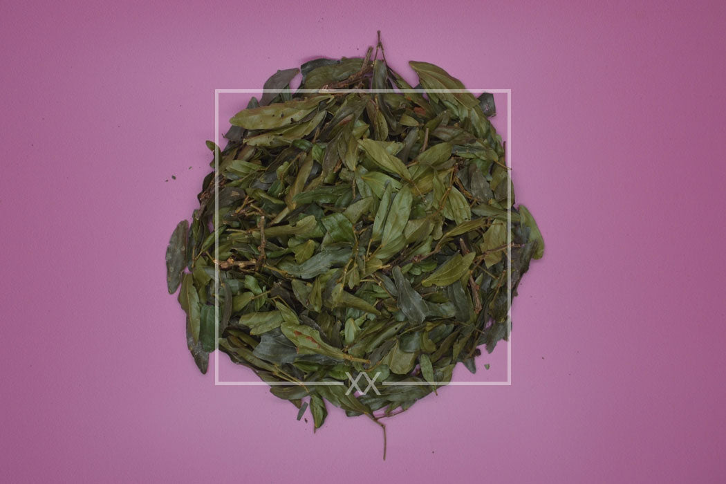 Calliandra angustifolia Bobinsana