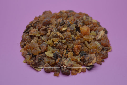 Commiphora myrrha Myrrhe