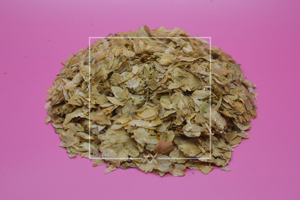 Humulus lupulus Hop