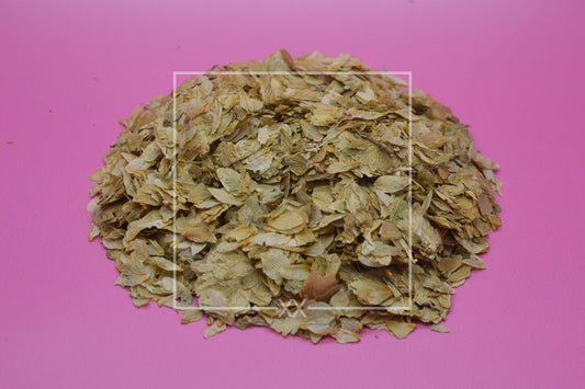 Humulus lupulus Hops