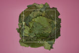 Ilex guayusa Whole