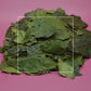 Ilex guayusa Whole