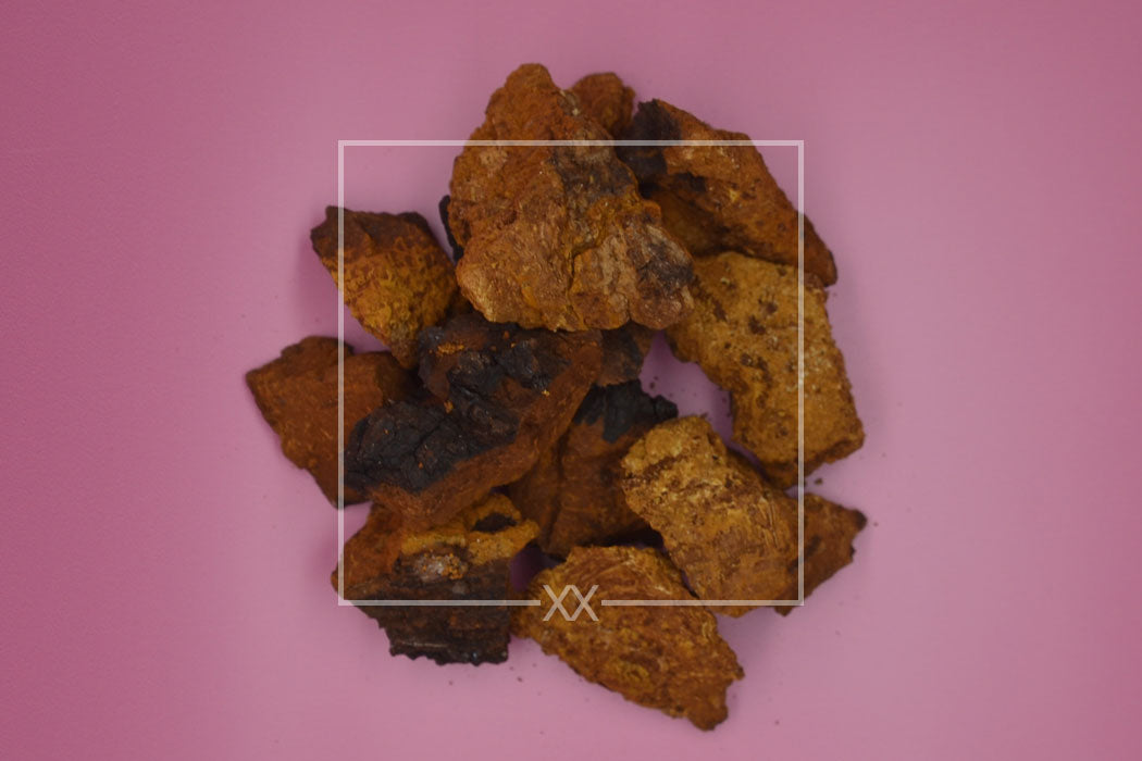 Inonotus obliquus Chaga