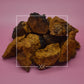 Inonotus obliquus Chaga