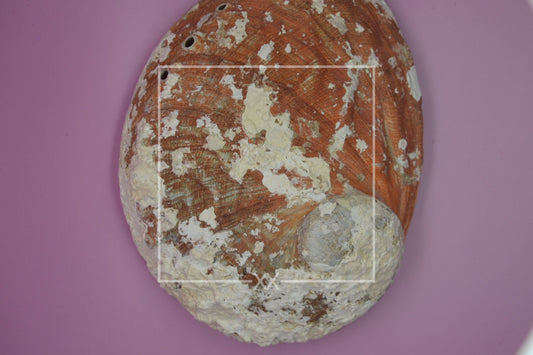 Red Abalone Shell -L-