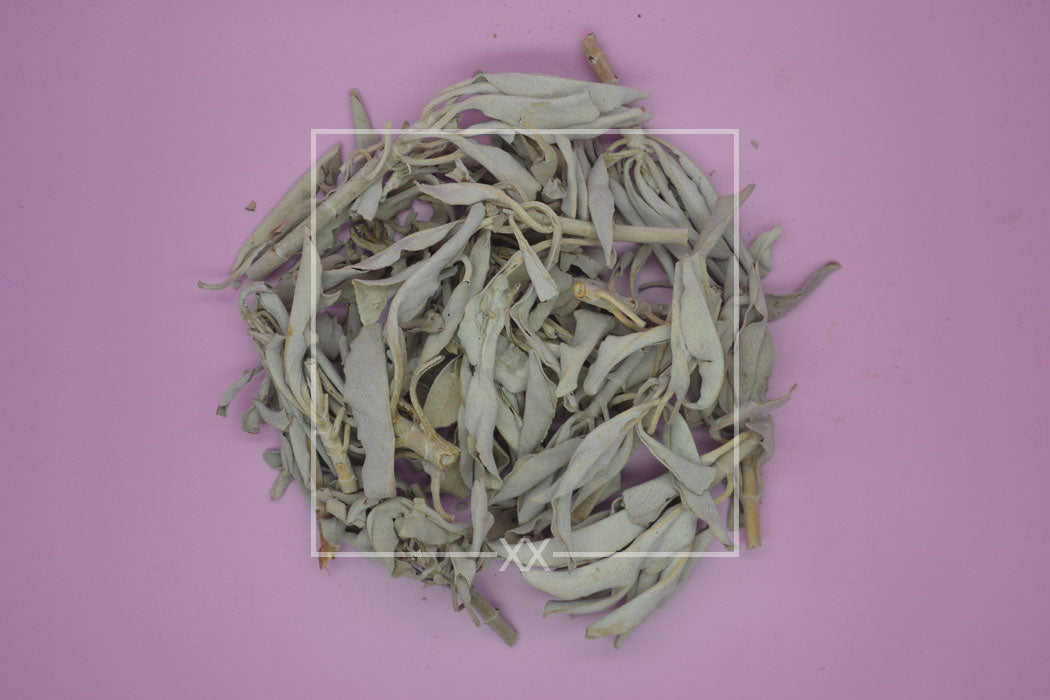 Salvia apiana Witte Salie