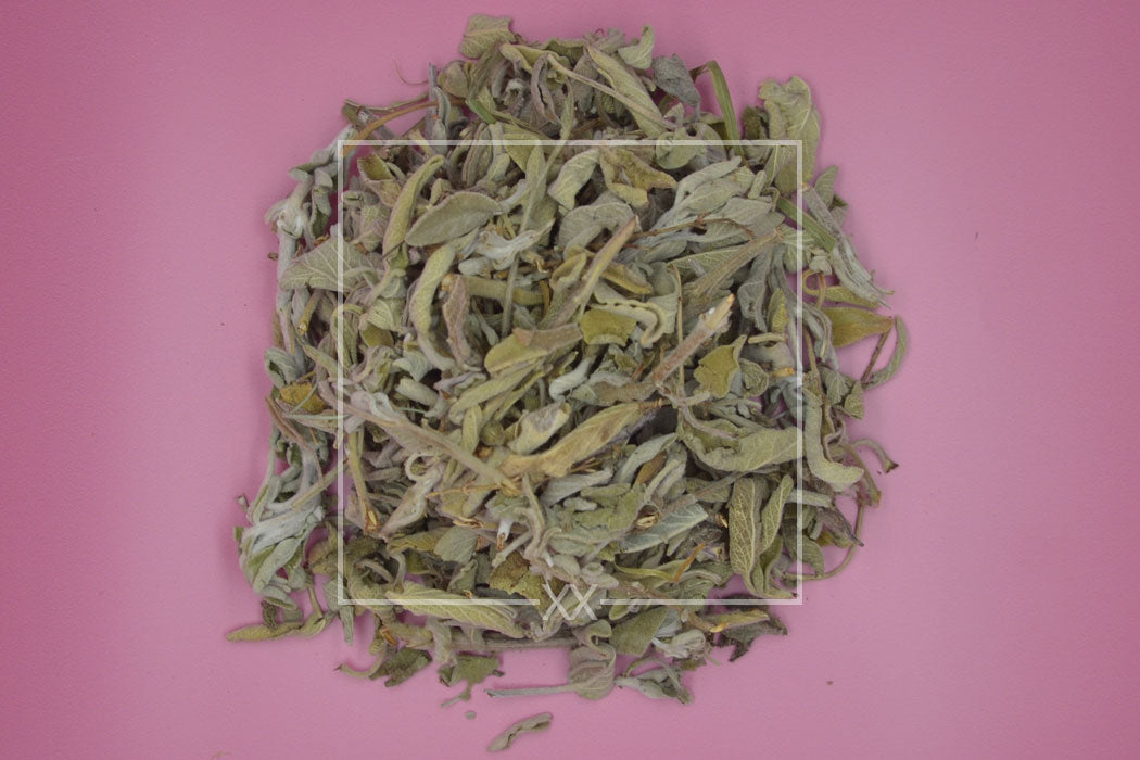 Salvia officinalis Salie