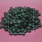Spirulina platensis Tablets